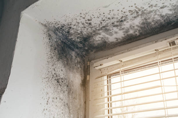 Affordable Mold Cleanup solutions in Durham, NC