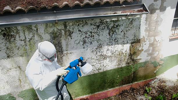 Trusted Mold Removal service in Durham, NC - Cheap Mold Removal